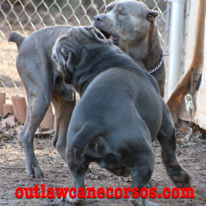 cane corso champion bloodlines download