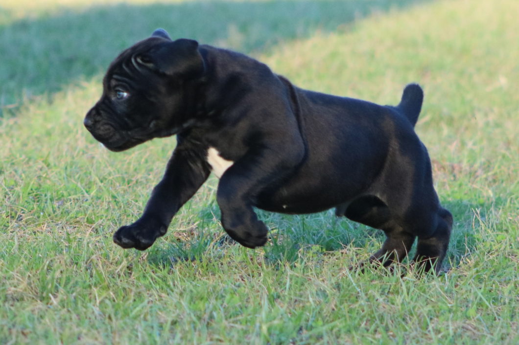 Outlaw Kennel - Cane Corso Breeders - "True" Traditional ...