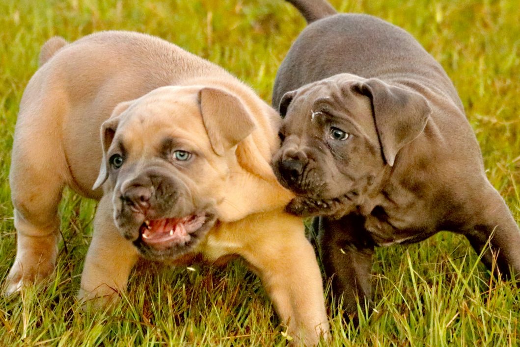 Outlaw Kennel Cane Corso Breeders ”True” Traditional