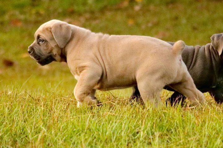 Brown Cane Corso Puppies Goldenacresdogscom