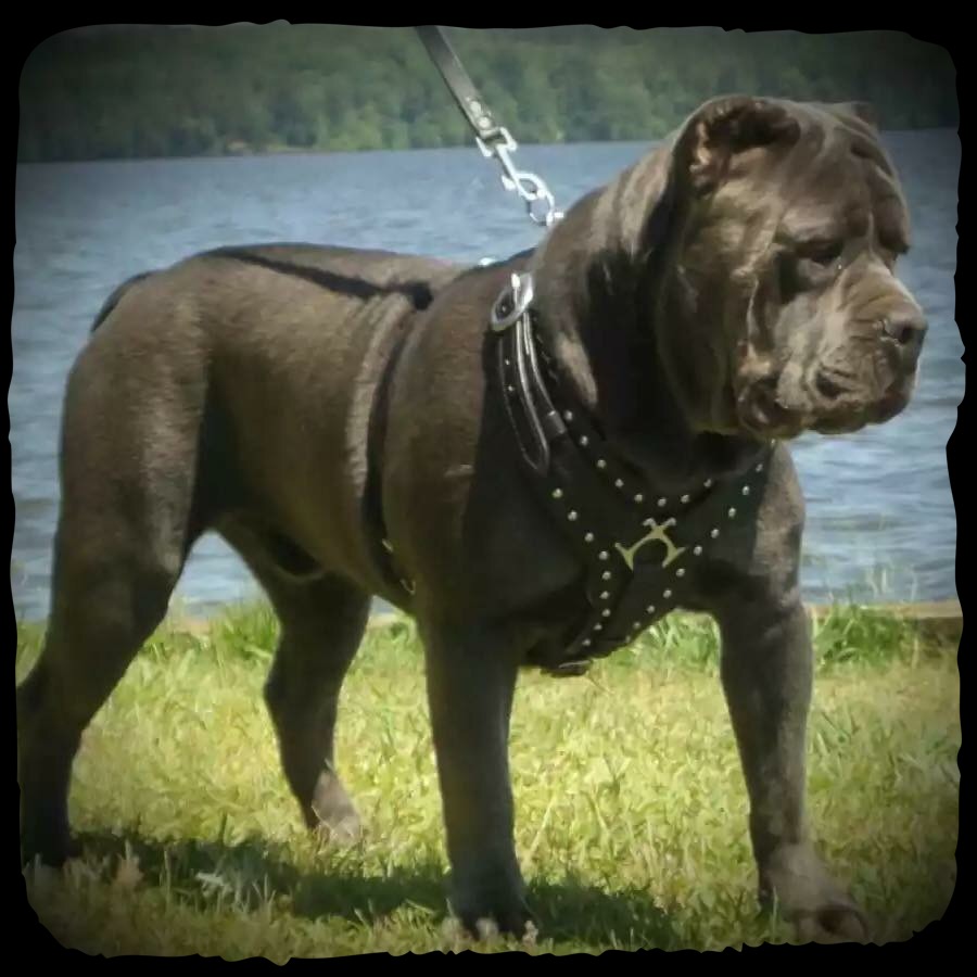 Outlaw Kennel Cane Corso, Louisiana