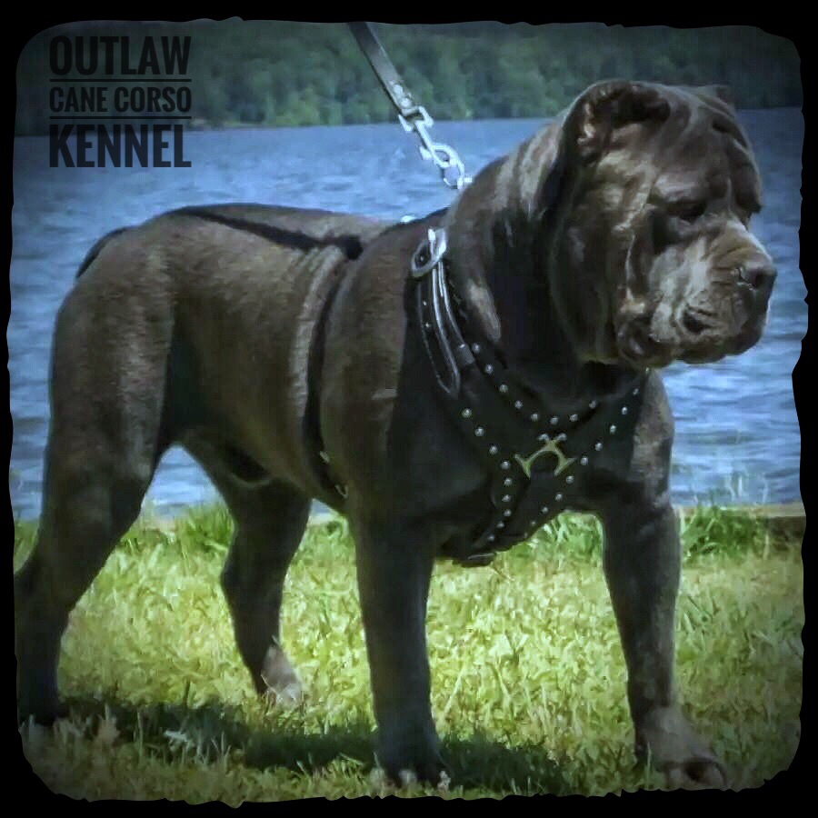Outlaws Perfect Storm Roman Outlaw Kennel