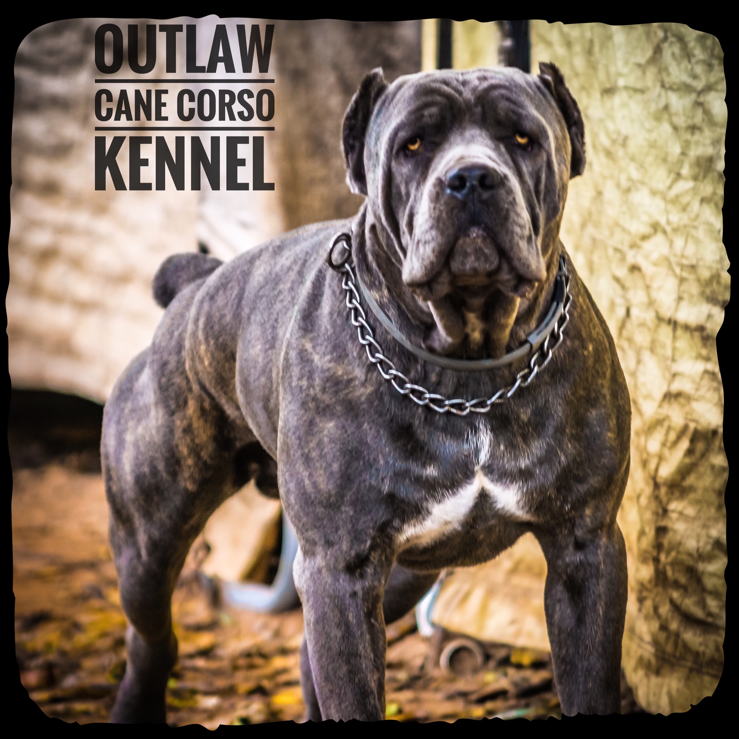 Outlaw Kennel Cane Corso, Louisiana