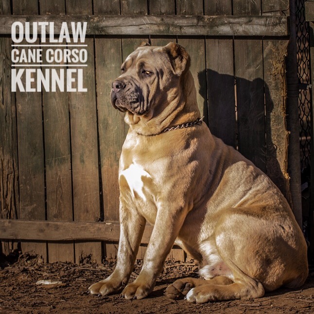 Outlaw Kennel Cane Corso, Louisiana