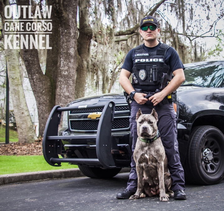 working cane corso kennels