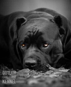 cane corso protection