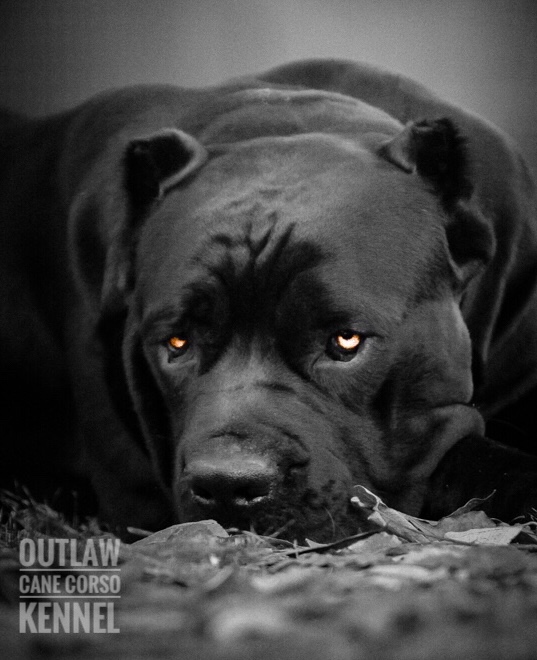 Cane Corso Protection Dog - Outlaw Kennel