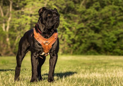 Outlaw Kennel - Cane Corso Black - Outlaw’s Superman “hero”