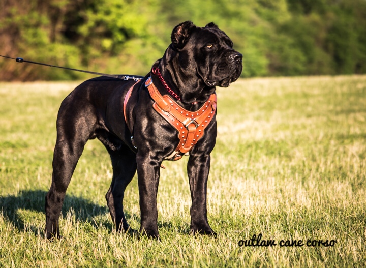 Big Cane Corso Puppies For Sale Goldenacresdogscom