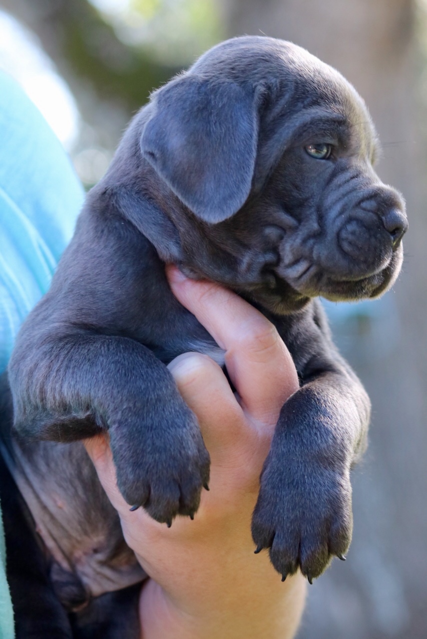 Outlaw Kennel Cane Corso Puppies for sale The Outlaw