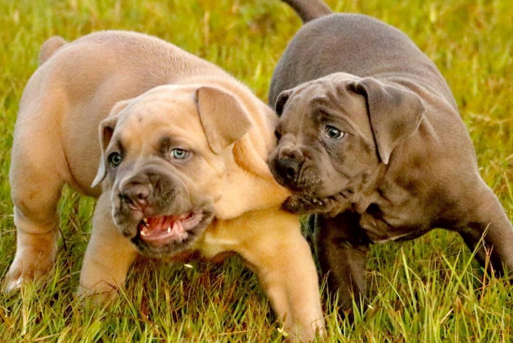 outlaw-kennel-cane-corso-puppies-for-sale-the-outlaw-bloodline