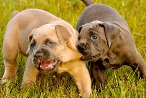 Cane Corso puppies for sale