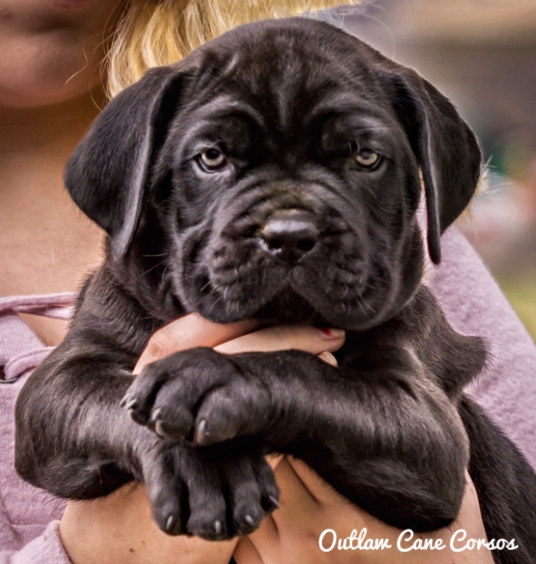 Outlaw Kennel Cane Corso Puppies For Sale The Outlaw