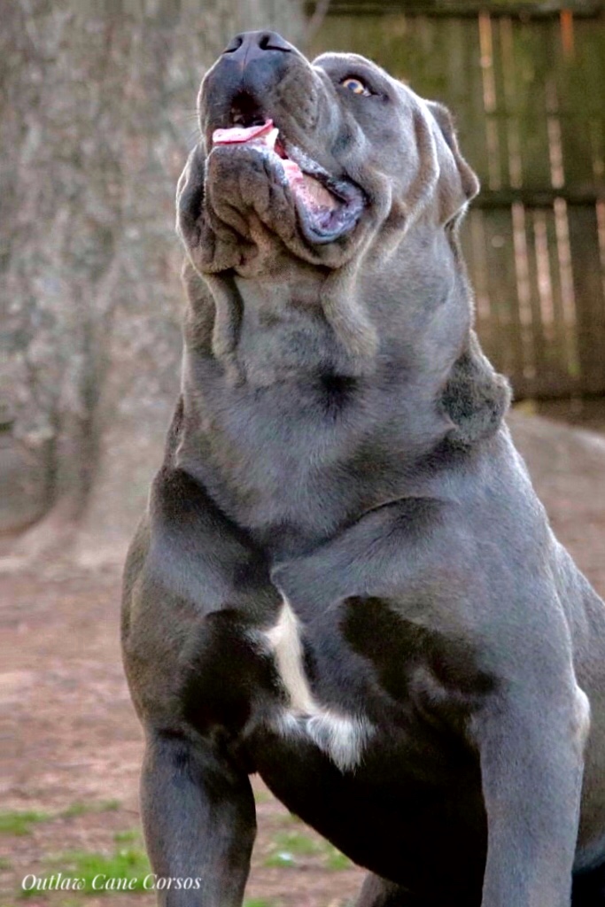 Outlaw Cane Corso- Cane Corso Breeders - ”True” Cane Corso.