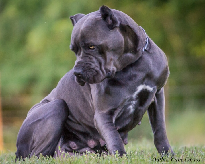 blue cane corso full grown