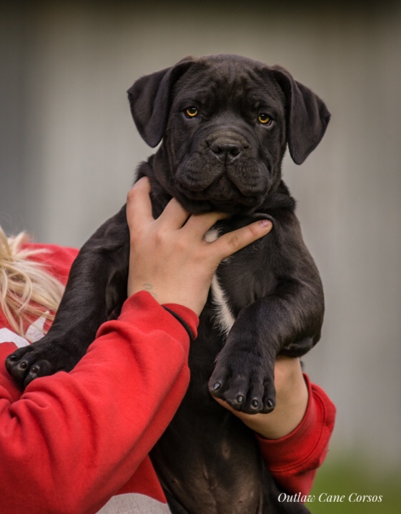 Cane corso cropped store ears for sale