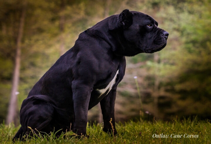 cane corso dog breed