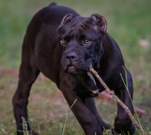 Cane Corso breeders 