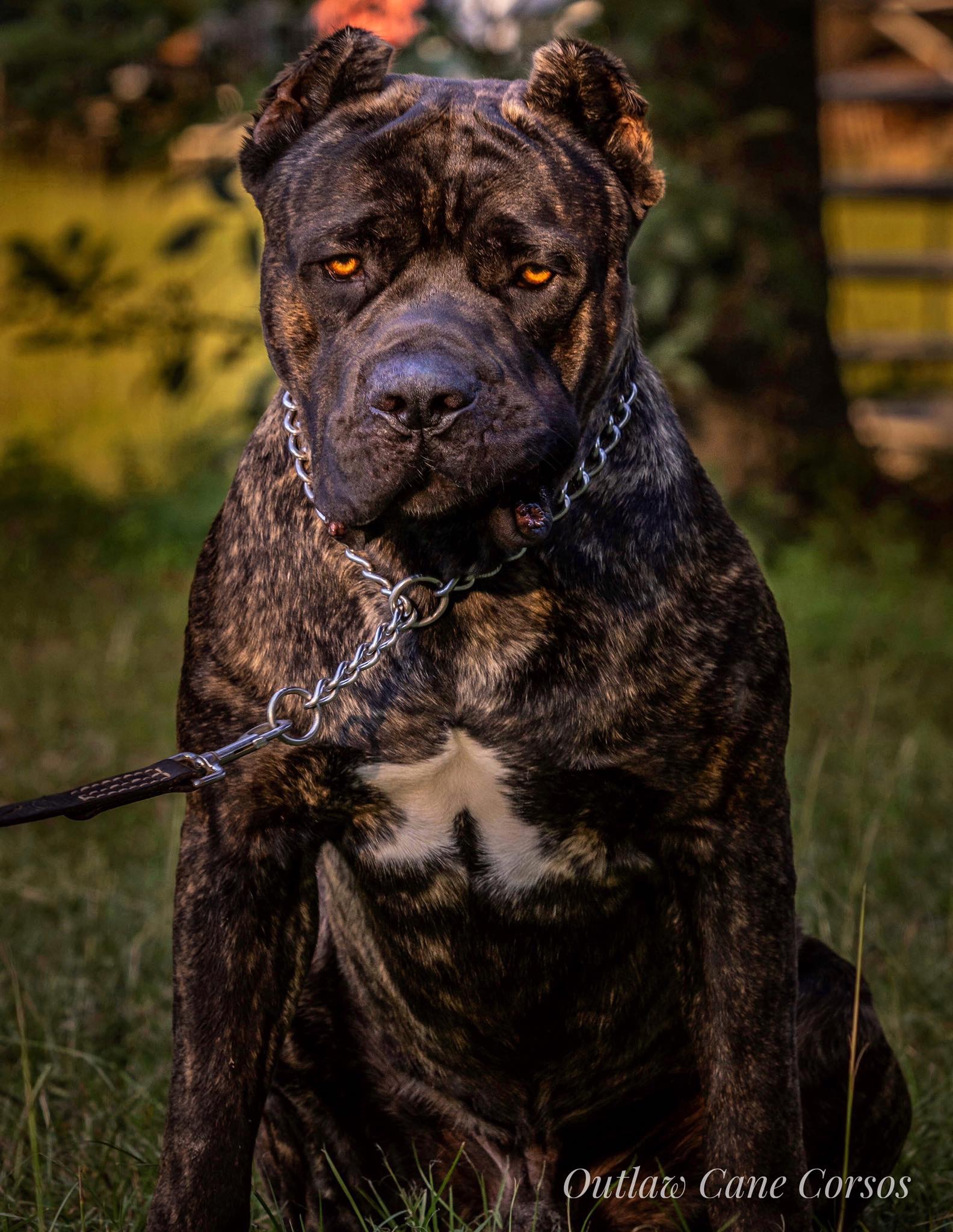 Outlaw Cane Corso- Cane Corso Breeders - ”True” Cane Corso.