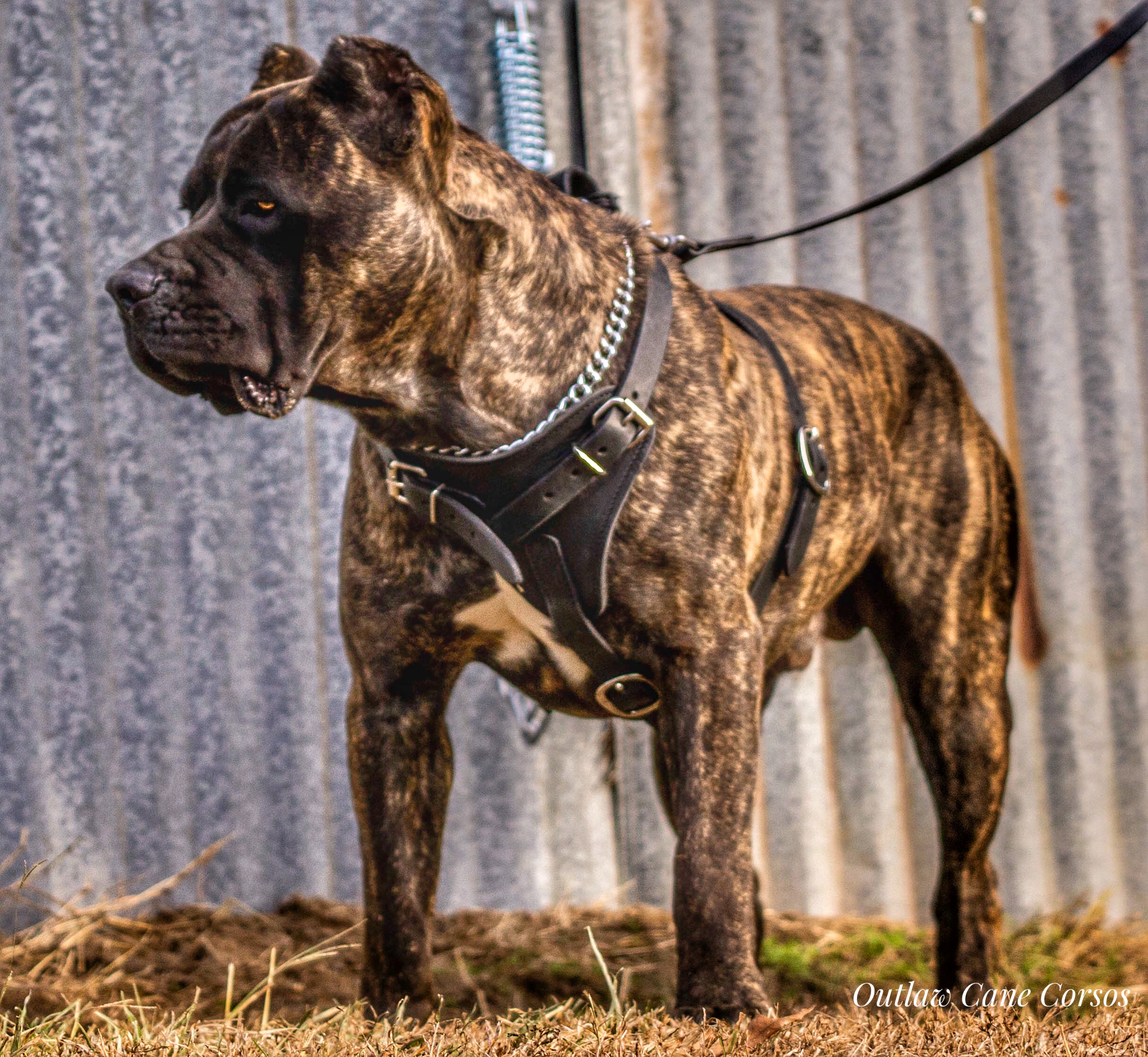 is a cane corso bigger than a mastiff