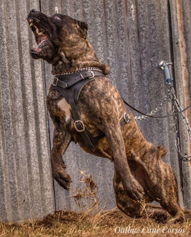 Cane Corso Optimal Size - Outlaw Kennel