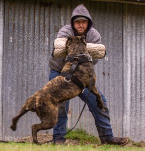 Cane Corso protection dog
