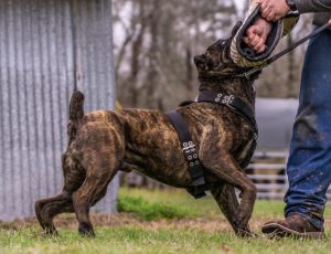 Cane Corso breeder