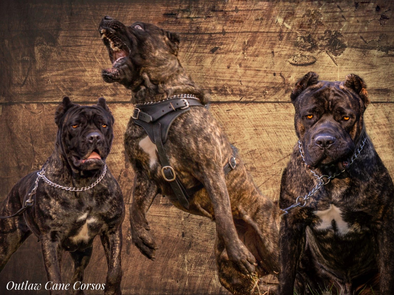 Cane Corso Correct Bite & Jaws Outlaw Kennel