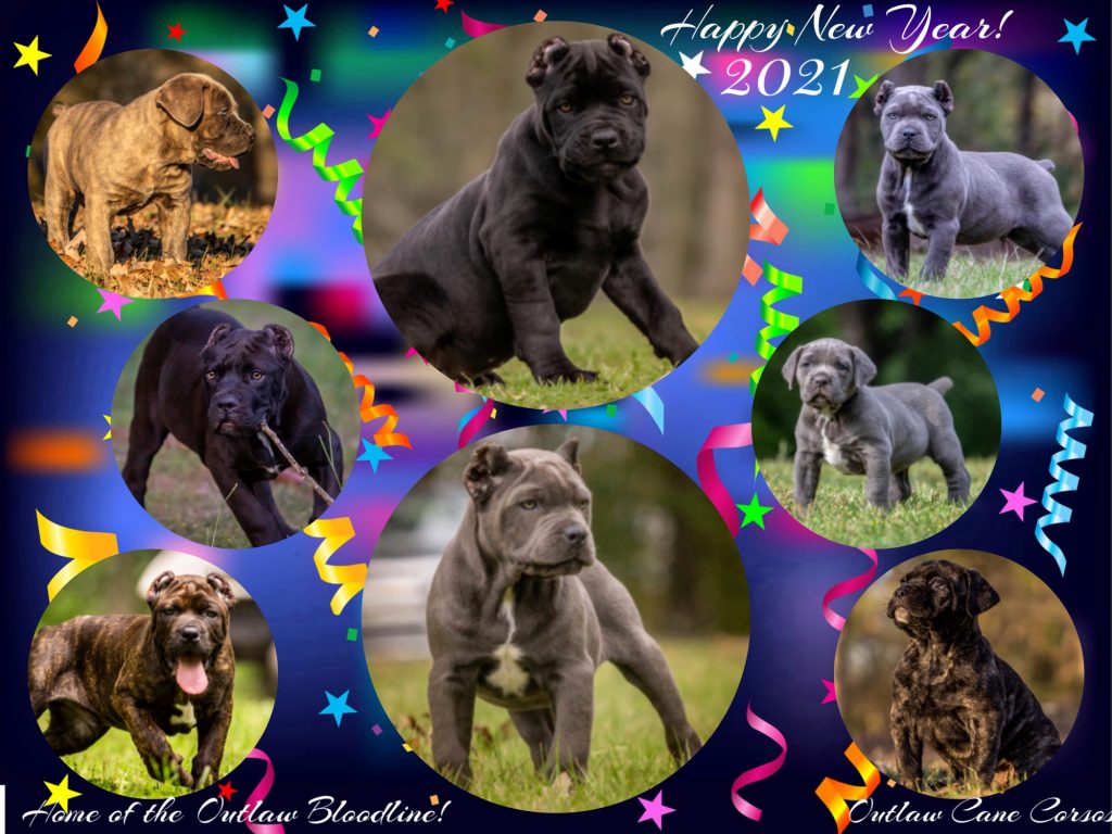 Cane Corso puppies for sale