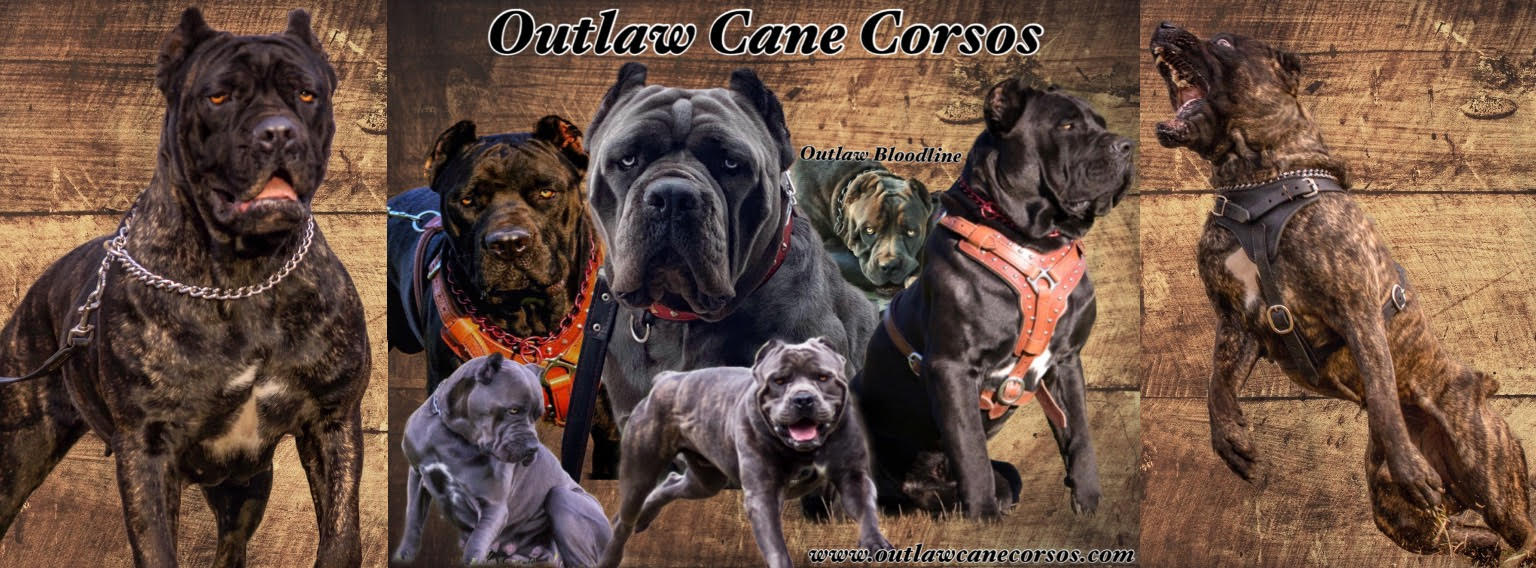 Outlaw Kennel