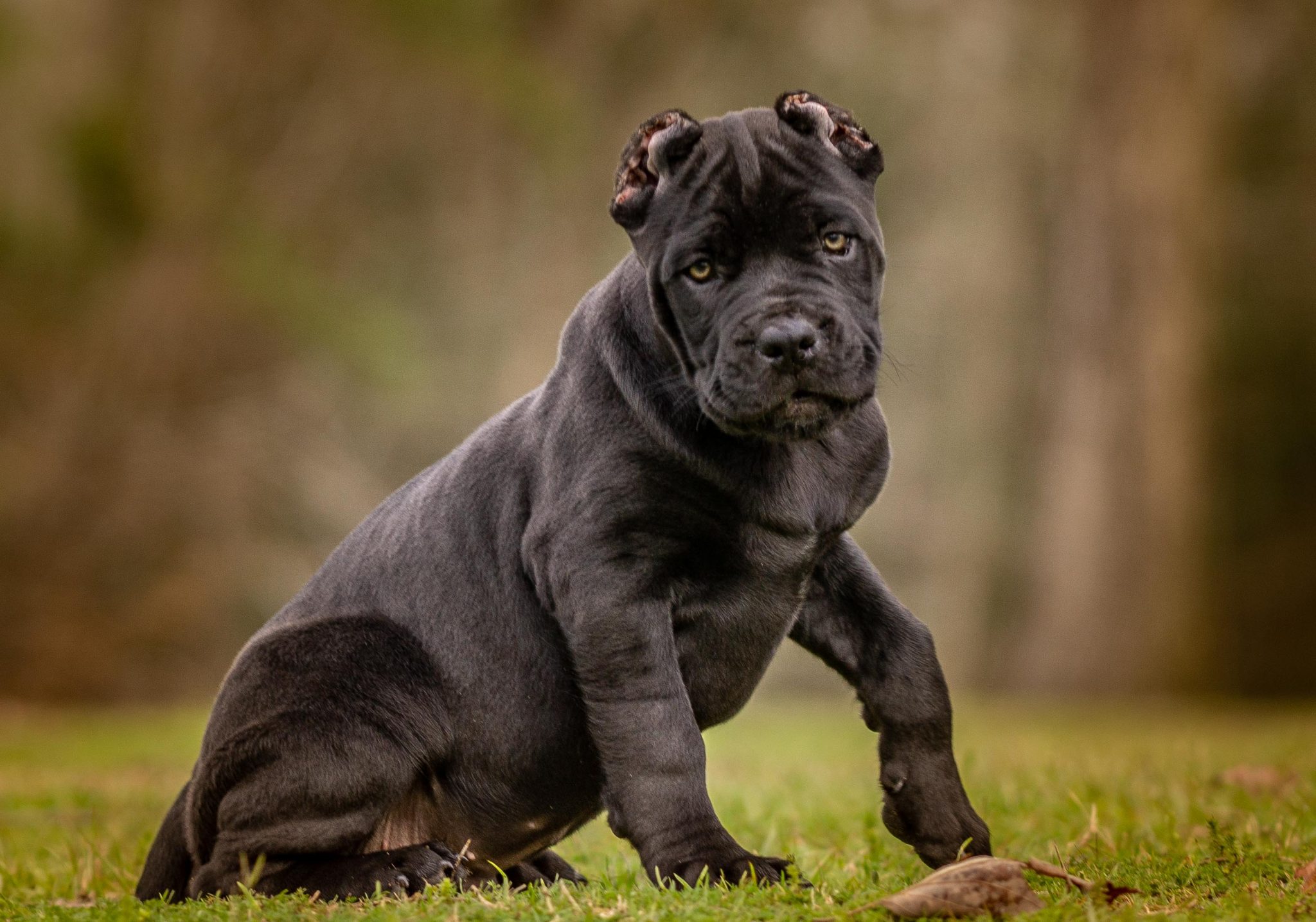 Outlaw Cane Corso- Cane Corso Breeders - ”True” Cane Corso.