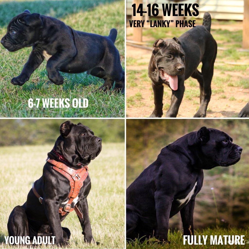 Cane Corso growth stages 